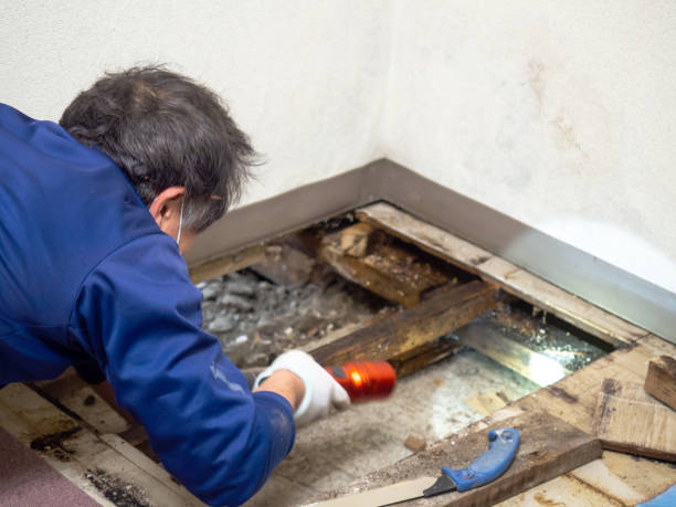 Best Residential Mold Removal  in Langhorne, PA