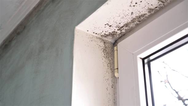 Professional Mold Removal in Langhorne, PA