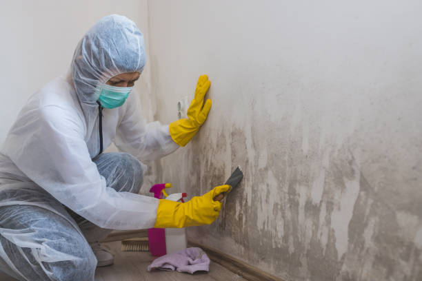 Best Mold Damage Repair  in Langhorne, PA