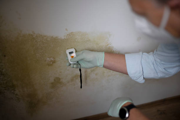 Best Residential Mold Removal  in Langhorne, PA