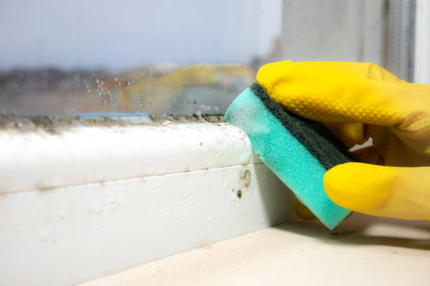 Best Office Mold Removal Services  in Langhorne, PA
