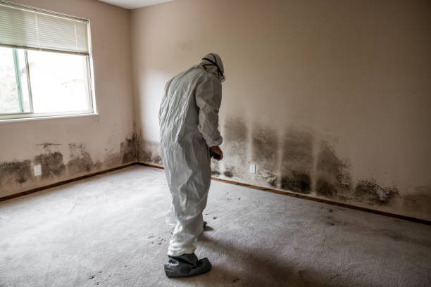 Certified Mold Removal in Langhorne, PA