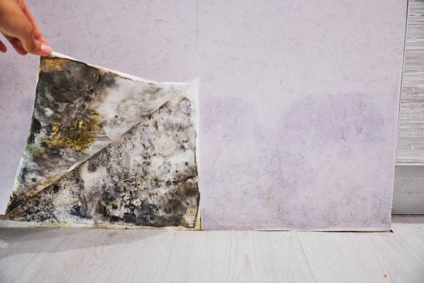 Best Local Mold Removal Service  in Langhorne, PA